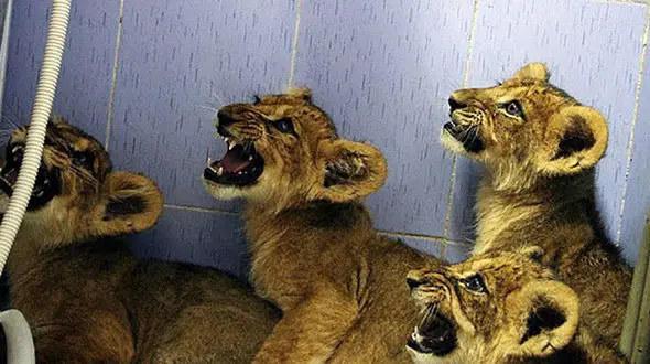  ردیابی 4 توله شیر خوشگل  در  مرز کوله سنگی زاهدان + عکس