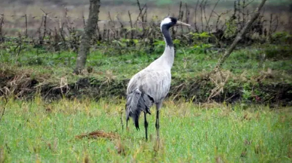 فیلم حیرت انگیز از مشاهده درنای خاکستری در گیلان