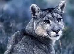 فیلم ابهت پوما در میان برف