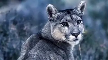 فیلم ابهت پوما در میان برف