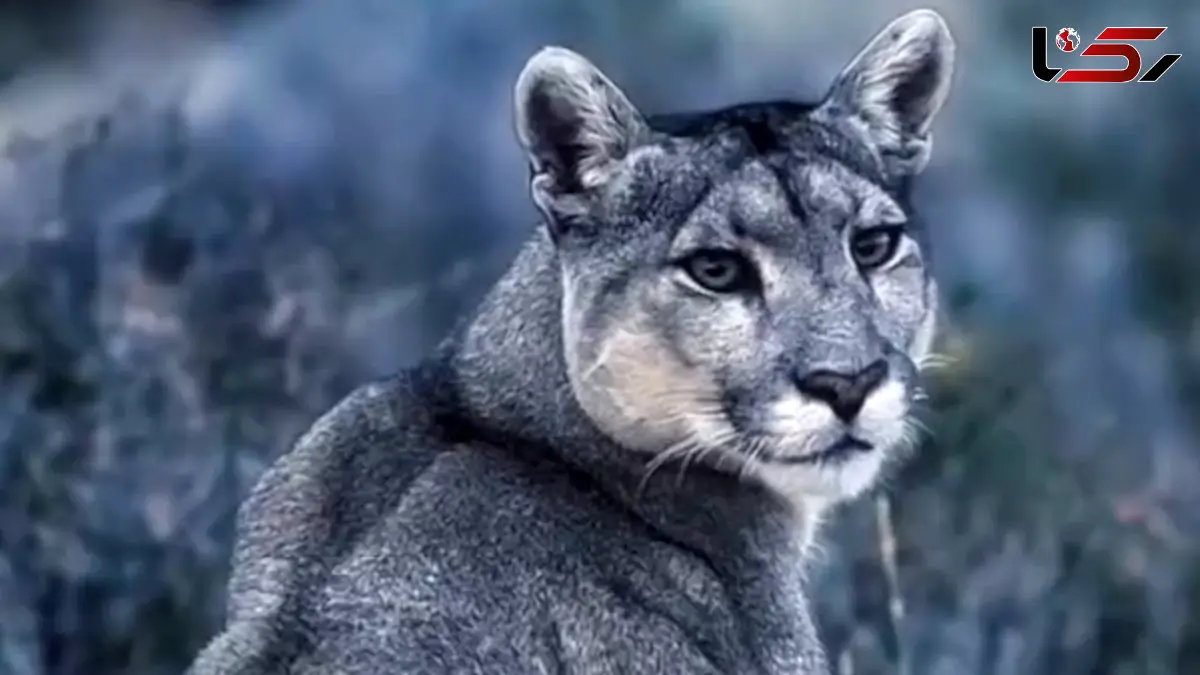 فیلم ابهت پوما در میان برف