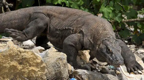 وحشتناک ترین سلفی دنیا +عکس