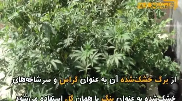 اعدام در انتظار کسانی که گیاه گل می‌کارند+ فیلم