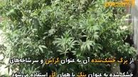 اعدام در انتظار کسانی که گیاه گل می‌کارند+ فیلم