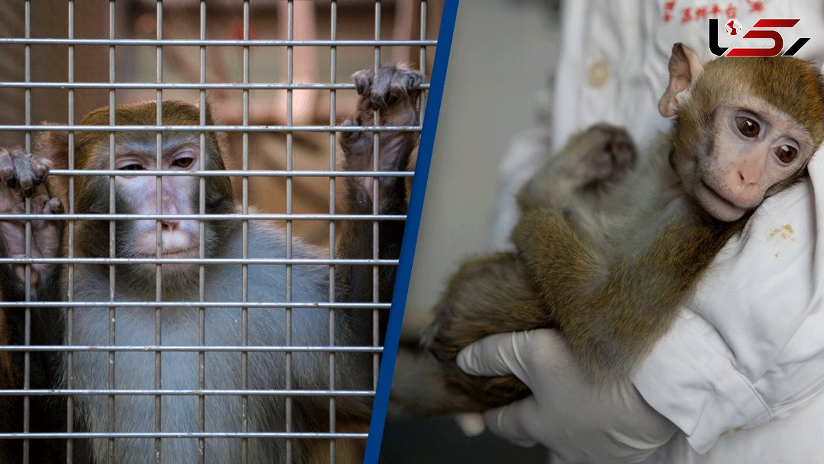 All 27 monkeys held at NASA research centre killed in one day in 2019, report claims