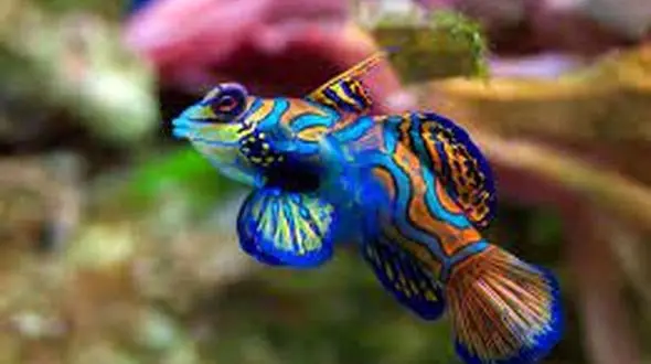 افتتاح مرکز مهارت آموزی پرورش ماهیان زینتی در دهستان قمرود