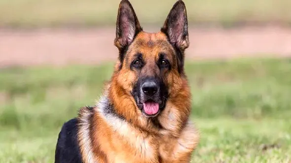 نقشه این سگ برای غذا نخوردن چه بود؟ + فیلم