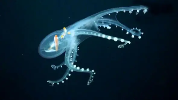 اختاپوس شیشه‌ای در اقیانوس آرام + فیلم