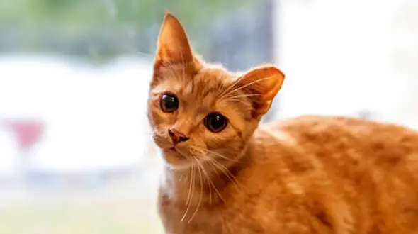 تصاویر نجات بچه گربه‌ای که با سر درون یک ظرف شیشه‌ای گرفتار شده بود