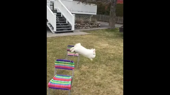 خرگوشی که در مسابقه پرش از مانع اول شد + فیلم