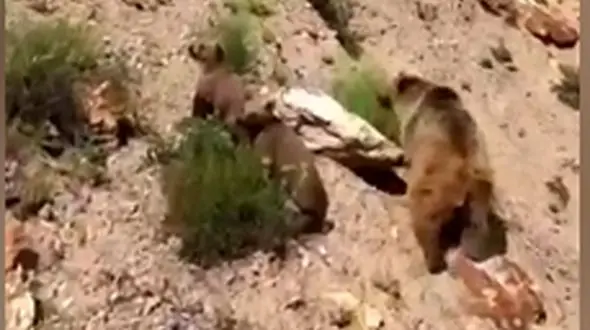 طبیعت بکر اردبیل میزبان خرس قهوه‌ای و توله‌هایش+ فیلم 