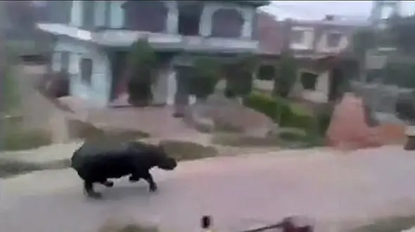 حمله اسب آبی به مردم در خیابان های نپال + فیلم