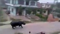 حمله اسب آبی به مردم در خیابان های نپال + فیلم