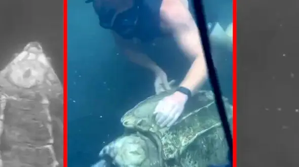 فیلم رفتار جالب لاک پشت قاپنده در استخر