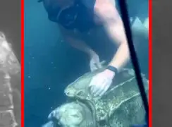 فیلم رفتار جالب لاک پشت قاپنده در استخر