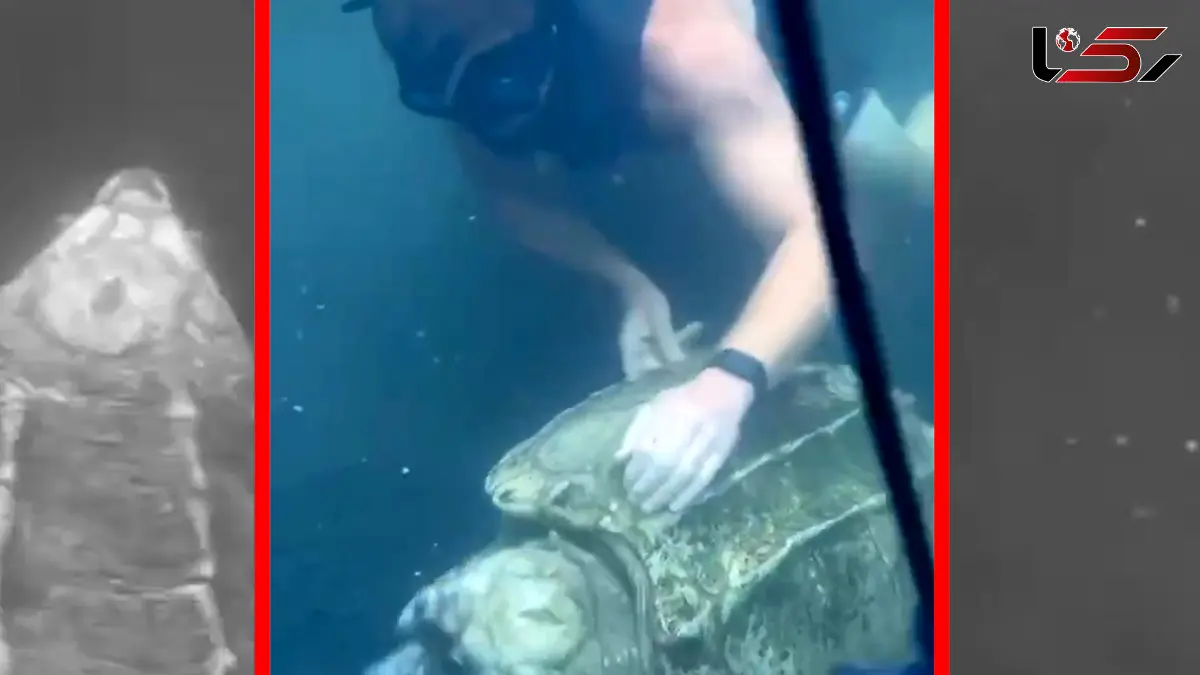 فیلم رفتار جالب لاک پشت قاپنده در استخر