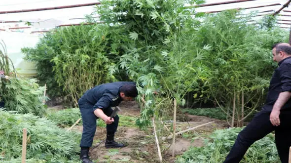 مزرعه گیاه «شاه‌دانه» در سلماس منهدم شد 