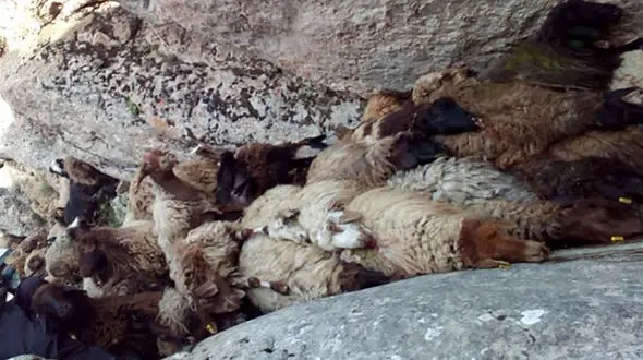 حمله گرگ های گرسنه به مرد کرمانی / پلیس فریادرس شد