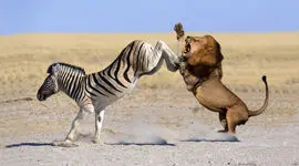 فیلم جذابیت های حیات وحش / فیلم جدال نفسگیر  گورخر شجاع و شیر سمج !