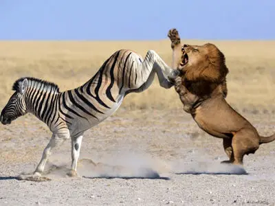 فیلم جذابیت های حیات وحش / فیلم جدال نفسگیر  گورخر شجاع و شیر سمج !