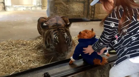 دختر بچه عروسکش را جلوی قفس ببر جا گذاشت و ... ! + ادامه ماجرا را ببینید