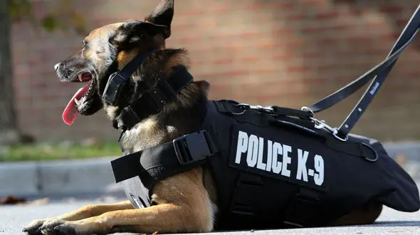 ببینید / اصرار سگ پلیس برای دستگیری مرد مشکوک