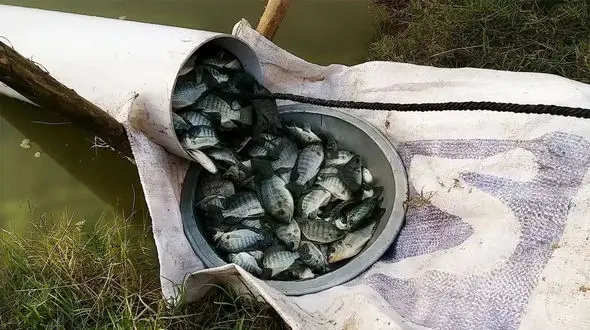 فیلم/ تله ساختن حیرت انگیز دو مرد با لوله پلاستیکی برای به دام انداختن ماهی 