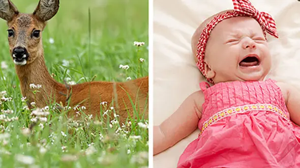 واکنش احساسی گوزن به صدای نوزاد انسان ! + جزییات