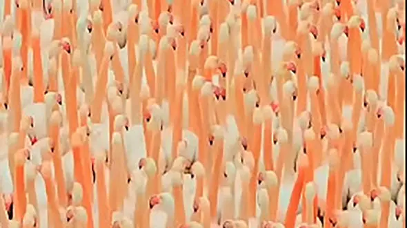 اینجا ایران زیبا است / فیلم رقص فلامینگو های رنگا رنگ در تالاب گرگان 