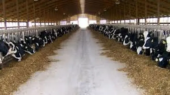 زمان آن رسیده که پرورش صنعتی حیوانات متوقف شود