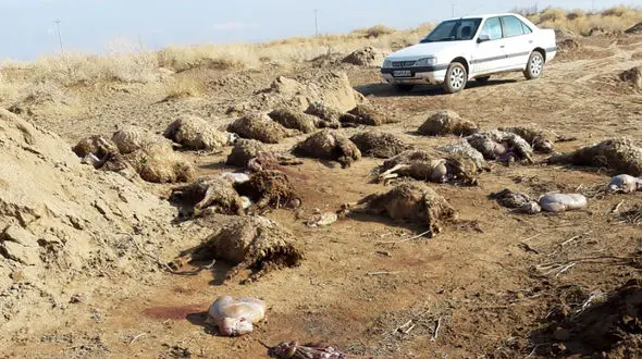 حمله گرگ‌های گرسنه به گله گوسفندان / در بشرویه رخ داد