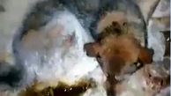 یخ بستن سگ زنده در دمای ۵۴- درجه سیبری! + فیلم