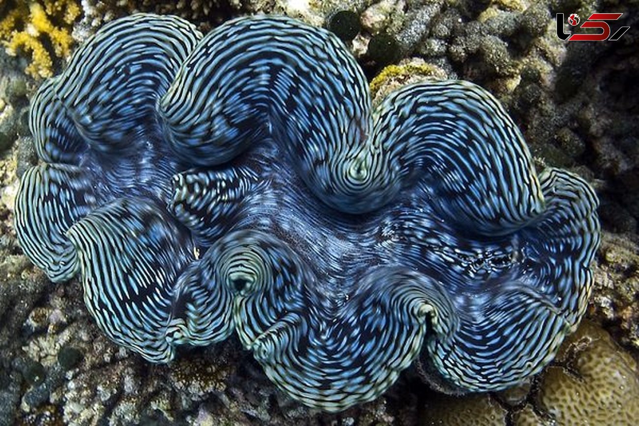 خاطرات حلزون های دریایی به یکدیگر منتقل می شود