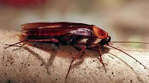 داستانک "سوکس"