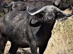 وقتی غریزه مادری پیروز می‌شود؛ نبرد بوفالوی یالدار برای نجات گوساله + فیلم