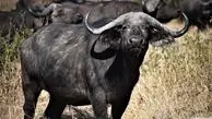 وقتی غریزه مادری پیروز می‌شود؛ نبرد بوفالوی یالدار برای نجات گوساله + فیلم
