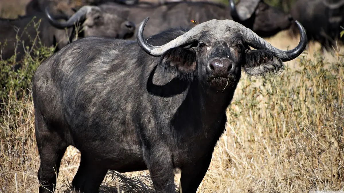 وقتی غریزه مادری پیروز می‌شود؛ نبرد بوفالوی یالدار برای نجات گوساله