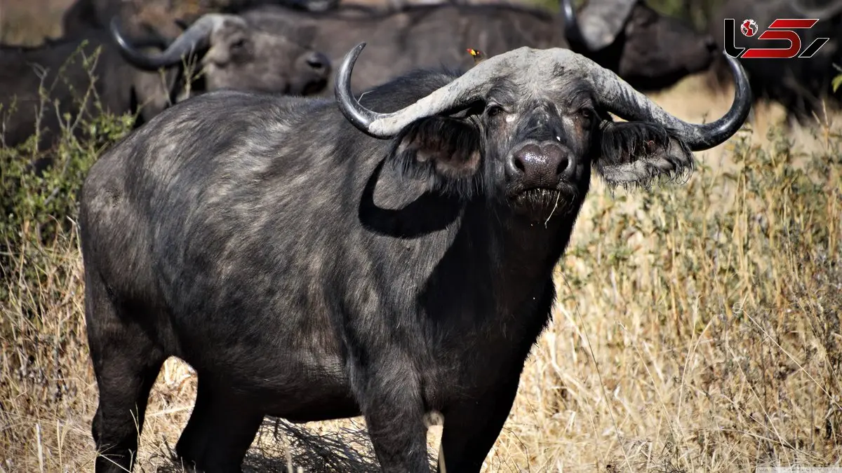 وقتی غریزه مادری پیروز می‌شود؛ نبرد بوفالوی یالدار برای نجات گوساله + فیلم