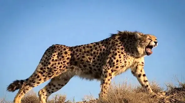 فیلم / صدای عجیب یک یوزپلنگ که تا به حال نشنیده اید / حیرت می کنید