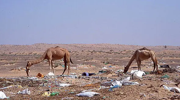 مرگ همزمان 300 شتر با بلعیدن پلاستیک + عکس