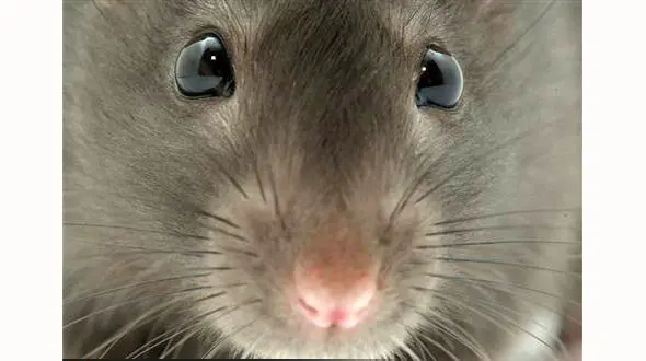 عکس باورنکردنی / کشف موش 2 متری از فاضلاب شهری !