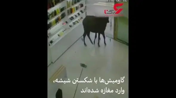 فیلم حمله 2 گاومیش به مغازه ای در اهواز !