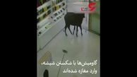 فیلم حمله 2 گاومیش به مغازه ای در اهواز !