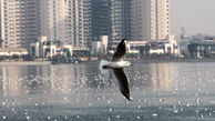 علت مرگ پرندگان دریاچه چیتگر مشخص شد