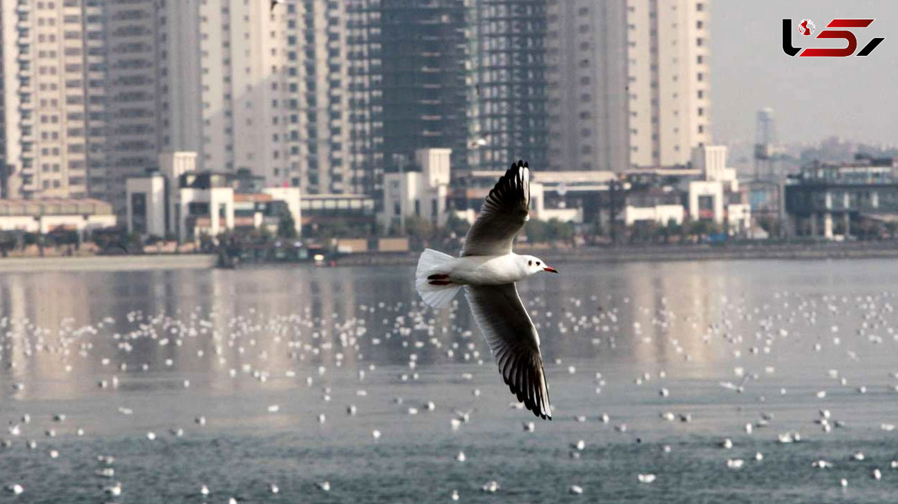 علت مرگ پرندگان دریاچه چیتگر مشخص شد