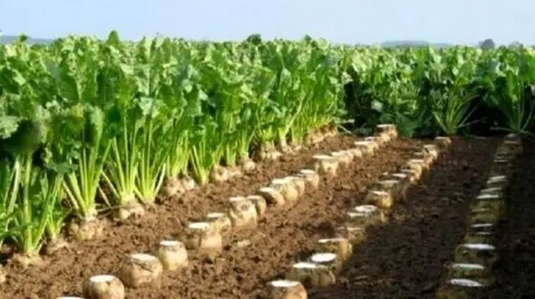 خوزستان اولین و بزرگترین تولید کننده چغندرقند پاییزه کشور 