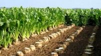 خوزستان اولین و بزرگترین تولید کننده چغندرقند پاییزه کشور 