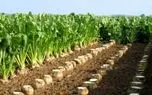 خوزستان اولین و بزرگترین تولید کننده چغندرقند پاییزه کشور 