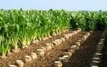 خوزستان اولین و بزرگترین تولید کننده چغندرقند پاییزه کشور 