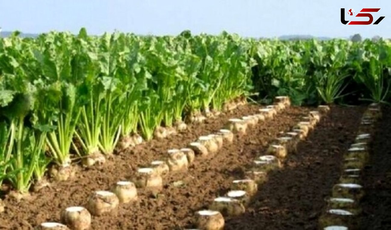 خوزستان اولین و بزرگترین تولید کننده چغندرقند پاییزه کشور 